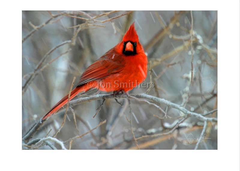 020204_7207-TS-Male Cardinal.jpg